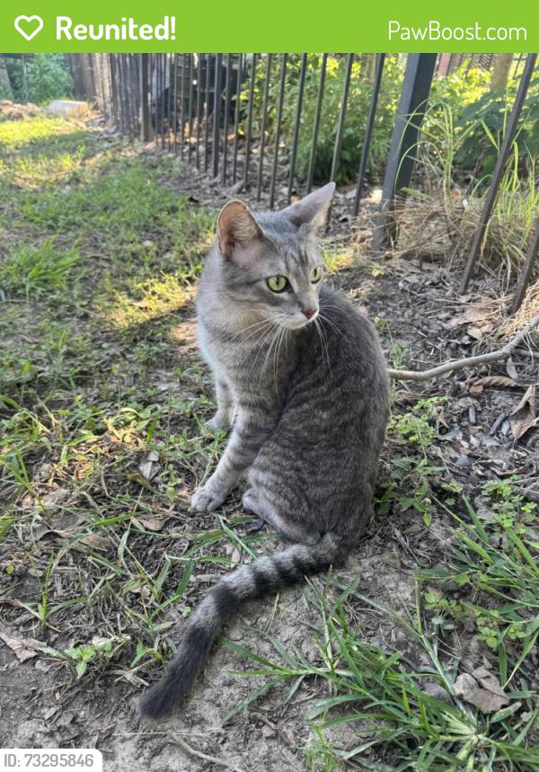 Reunited Unknown Cat last seen Off Missouri Research Drive, Weldon Spring Heights, MO 63304