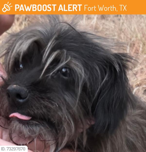 Found/Stray Unknown Dog last seen Eagle mountain dam road, Fort Worth, TX 76135