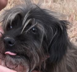 Found/Stray Unknown Dog last seen Eagle mountain dam road, Fort Worth, TX 76135