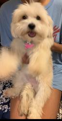 Reunited Female Dog last seen Old lost mountain, Powder Springs, GA 30127