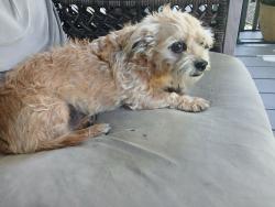 Reunited Male Dog last seen East flt church rd, Lenoir, NC 28645