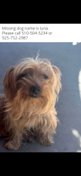 Lost Female Dog last seen Malta ct, Oakland, CA 94612