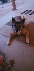Lost Male Dog last seen Horne and Brown, Mesa, AZ 85203