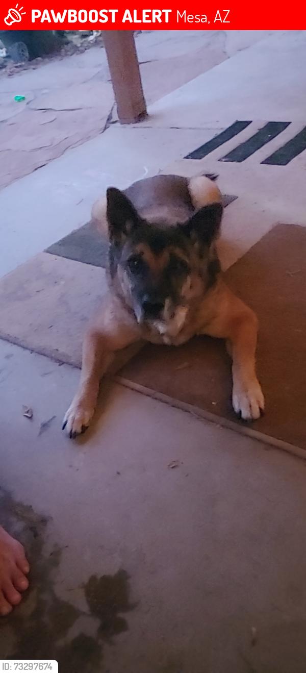 Lost Male Dog last seen Horne and Brown, Mesa, AZ 85203