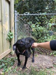 Found/Stray Unknown Dog last seen Backyard, Conyers, GA 30013