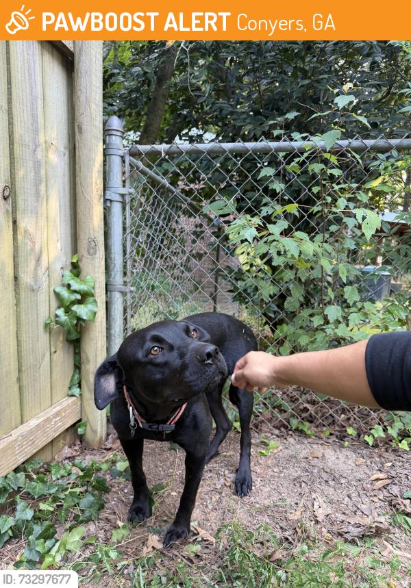 Found/Stray Unknown Dog last seen Backyard, Conyers, GA 30013