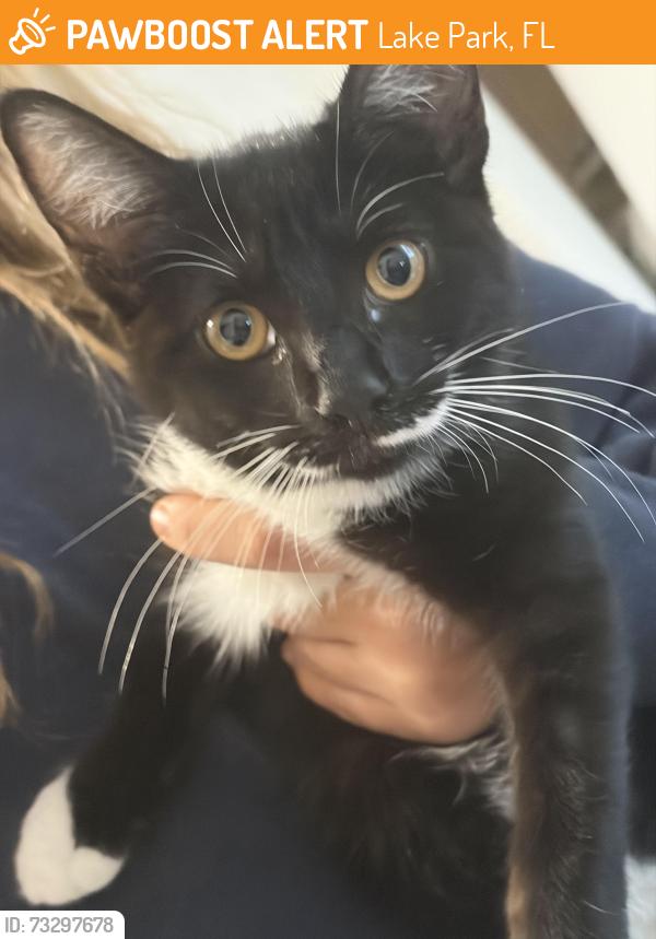 Found/Stray Unknown Cat last seen Park ave sidewalk, Lake Park, FL 33403