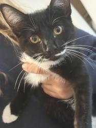 Found/Stray Unknown Cat last seen Park ave sidewalk, Lake Park, FL 33403