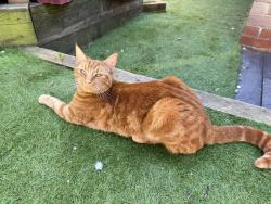 Lost Female Cat last seen Staintondale, County Durham, England DL5 7LQ