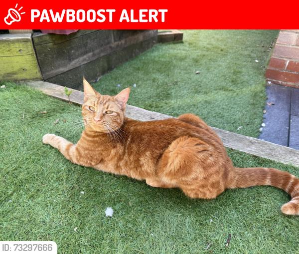Lost Female Cat last seen Staintondale, County Durham, England DL5 7LQ