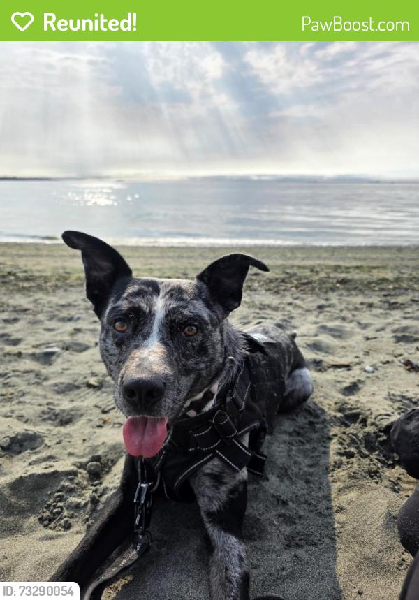 Reunited Male Dog last seen Burnside Road, Victoria, BC V8Z 3V5