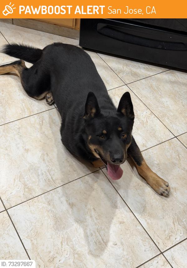 Found/Stray Male Dog last seen Reno and Chapala, San Jose, CA 95148