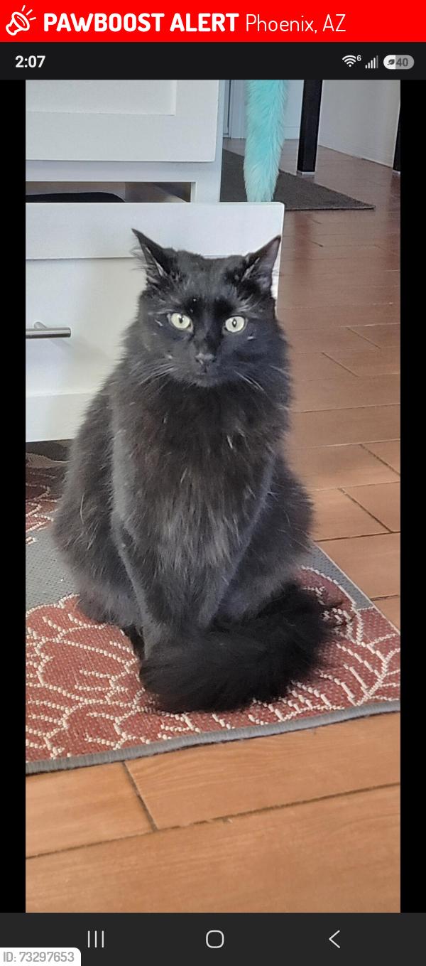 Lost Male Cat last seen 45th street and Emile Zola, Phoenix, AZ 85032