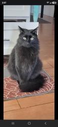 Lost Male Cat last seen 45th street and Emile Zola, Phoenix, AZ 85032