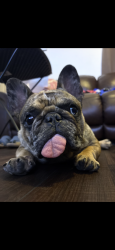 Reunited Male Dog last seen Fifth street garland tx, Garland, TX 75040