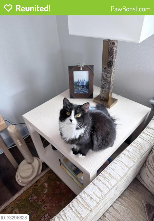 Reunited Male Cat last seen Cherry coffee shop, Fort Worth, TX 76104