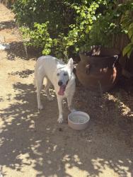 Found/Stray Male Dog last seen Vandergrift and Douglas, Oceanside, CA 92057