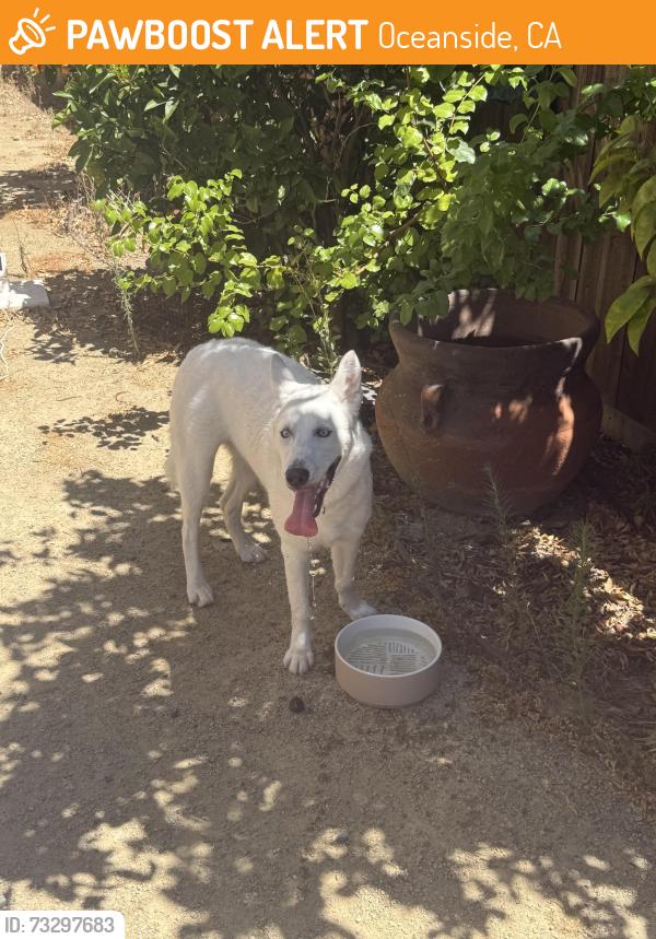 Found/Stray Male Dog last seen Vandergrift and Douglas, Oceanside, CA 92057