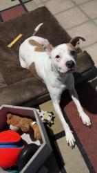 Reunited Male Dog last seen Skylark between sherry and carter, Arlington, TX 76010