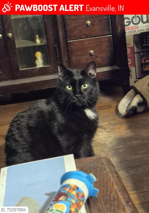 Lost Male Cat last seen Fares ave, Evansville, IN 47711