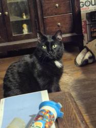 Lost Male Cat last seen Fares ave, Evansville, IN 47711