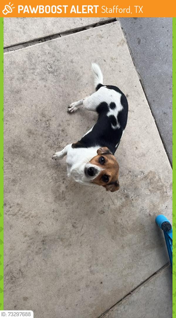 Found/Stray Female Dog last seen Keegan at mulholland, Stafford, TX 77477