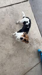 Found/Stray Female Dog last seen Keegan at mulholland, Stafford, TX 77477