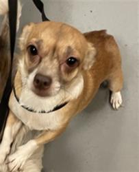 Shelter Stray Female Dog last seen EAGLE RD /WIMBLEDON DR, SAN JACINTO, CA, 92583, 581 S Grand Ave, San Jacinto, CA 92582, USA