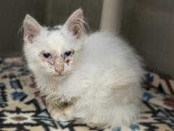 Shelter Stray Female Cat last seen 67TH AVE AND PEORIA, 5501 E Van Buren St, Phoenix, AZ 85008, USA
