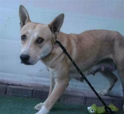 Shelter Stray Female Dog last seen , 4275 Elton St, Baldwin Park, CA 91706, USA