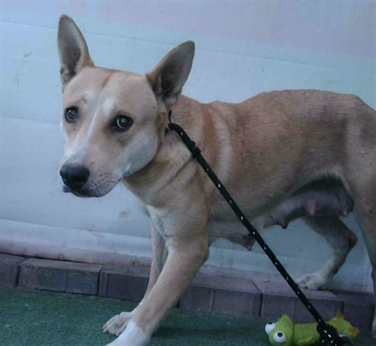 Shelter Stray Female Dog last seen , 4275 Elton St, Baldwin Park, CA 91706, USA