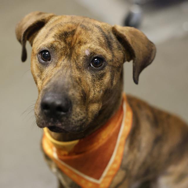 Shelter Stray Male Dog last seen ROGERS RD & STATE HWY 151, 4710 TX-151, San Antonio, TX 78227, USA