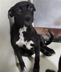 Shelter Stray Female Dog last seen FLINST ST & SUCKOW RD, 3951 Fruitvale Ave, Bakersfield, CA 93308, USA