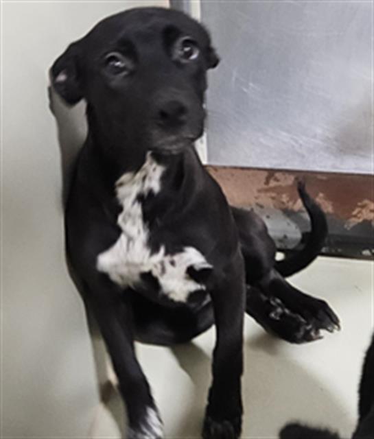 Shelter Stray Female Dog last seen FLINST ST & SUCKOW RD, 3951 Fruitvale Ave, Bakersfield, CA 93308, USA