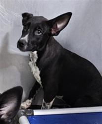 Shelter Stray Female Dog last seen FLINST ST & SUCKOW RD, 3951 Fruitvale Ave, Bakersfield, CA 93308, USA