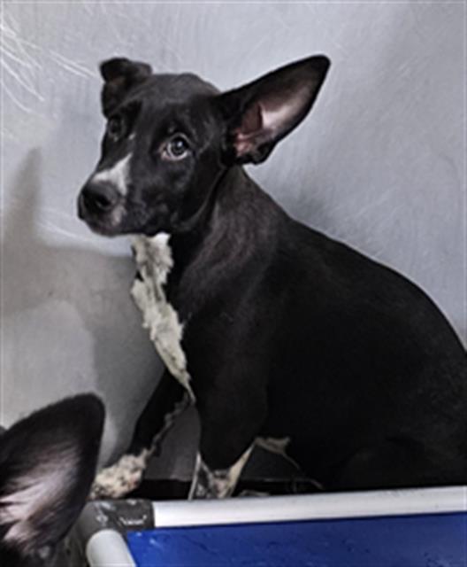 Shelter Stray Female Dog last seen FLINST ST & SUCKOW RD, 3951 Fruitvale Ave, Bakersfield, CA 93308, USA