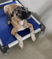 Shelter Stray Male Dog last seen FLINST ST & SUCKOW RD, 3951 Fruitvale Ave, Bakersfield, CA 93308, USA