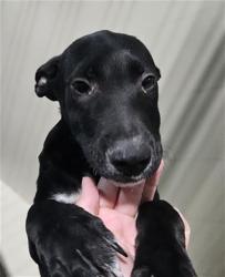 Shelter Stray Male Dog last seen Near BLOCK LINCOLN AVE, BAKERSFIELD CA 93308, 3951 Fruitvale Ave, Bakersfield, CA 93308, USA