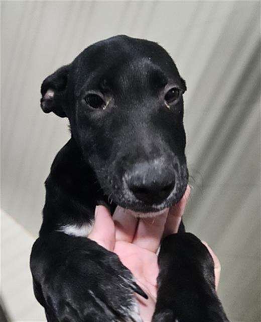 Shelter Stray Male Dog last seen Near BLOCK LINCOLN AVE, BAKERSFIELD CA 93308, 3951 Fruitvale Ave, Bakersfield, CA 93308, USA