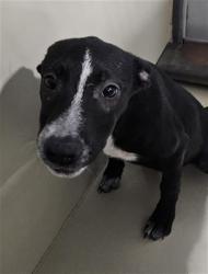 Shelter Stray Female Dog last seen Near BLOCK LINCOLN AVE, BAKERSFIELD CA 93308, 3951 Fruitvale Ave, Bakersfield, CA 93308, USA