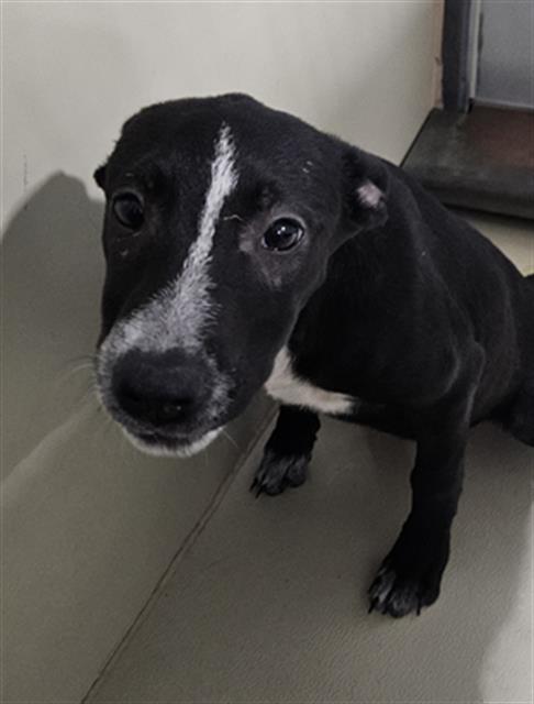 Shelter Stray Female Dog last seen Near BLOCK LINCOLN AVE, BAKERSFIELD CA 93308, 3951 Fruitvale Ave, Bakersfield, CA 93308, USA