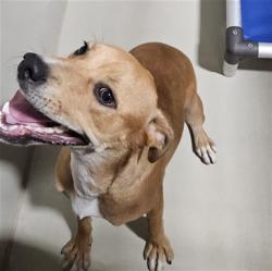 Shelter Stray Male Dog last seen Near BLOCK TAFT HWY, BAKERSFIELD CA 93307, 3951 Fruitvale Ave, Bakersfield, CA 93308, USA