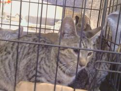 Shelter Stray Female Cat last seen RIVALLO WAY/KADLIN DR, 95829, 3839 Bradshaw Rd, Sacramento, CA 95827, USA