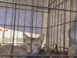Shelter Stray Male Cat last seen RIVALLO WAY/KADLIN DR, 95829, 3839 Bradshaw Rd, Sacramento, CA 95827, USA