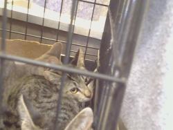 Shelter Stray Female Cat last seen RIVALLO WAY/KADLIN DR, 95829, 3839 Bradshaw Rd, Sacramento, CA 95827, USA