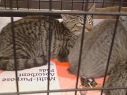 Shelter Stray Male Cat last seen RIVALLO WAY/KADLIN DR, 95829, 3839 Bradshaw Rd, Sacramento, CA 95827, USA