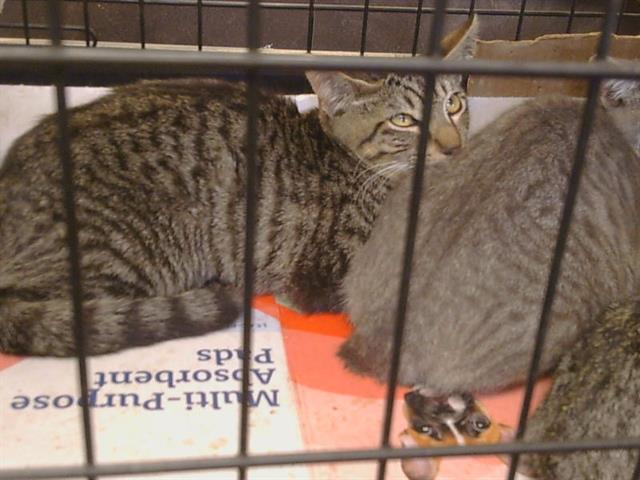 Shelter Stray Male Cat last seen RIVALLO WAY/KADLIN DR, 95829, 3839 Bradshaw Rd, Sacramento, CA 95827, USA