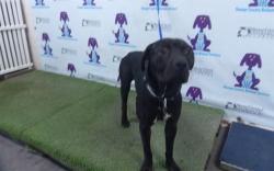 Shelter Stray Male Dog last seen , 2769 Conroy Rd, Orlando, FL 32839, USA