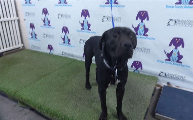 Shelter Stray Male Dog last seen , 2769 Conroy Rd, Orlando, FL 32839, USA