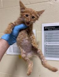 Shelter Stray Male Cat last seen 4TH AVE & REDDING AVE, 2127 Front St, Sacramento, CA 95818, USA